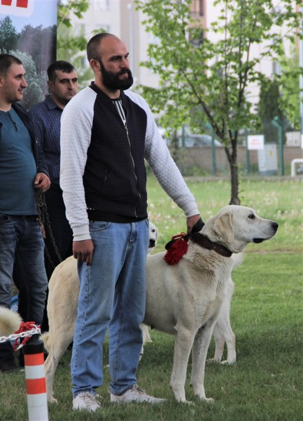 Akbaş köpeğine sahip olan Mehmet Altuğ Ulucan ise, düzgün eşleştirmelerde saf ırkın devam ettirilmesi gerektiğini ifade ederek şunları söyledi:  “Akbaş köpekleri 1978 yılında Amerikalı bir elçi tarafından Amerika’ya götürülmüş. Şu an Türkiye’dekinden fazla kayıtlı akbaş Amerika’da mevcut. O yıldan beri de sürekli en üstün ırk seçiliyor. Amerika’da bizim Türkiye’de bilindiğinden çok daha ileride bilinirliği var köpeğimizin. Ancak bizim bu ırkımızın hem Eskişehirliler hem Türkiye olarak artık bilincine varıp düzgün eşleşmelerle saf ırkın devam ettirilmesi gerekiyor.” 