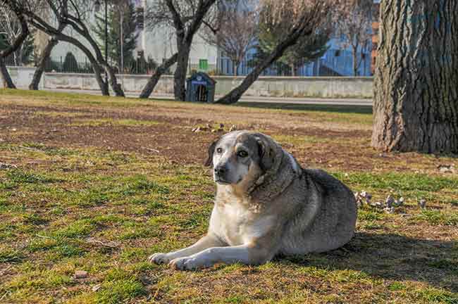 Eskişehir’de hava sıcaklıkları son günlerde mevsim normallerinin üzerinde seyrediyor.