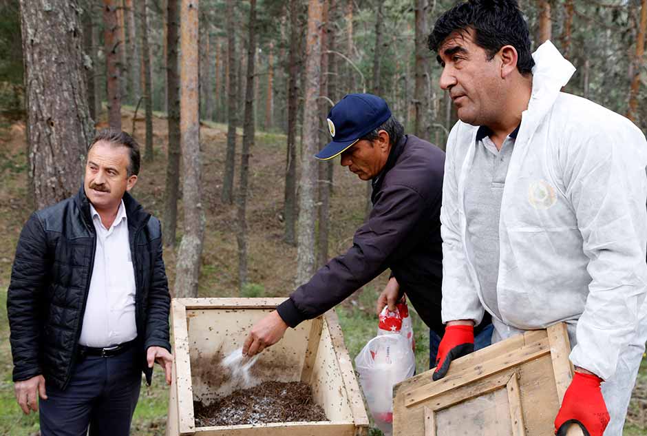 Eskişehir'deki ormanlarda yüksek rakımlarda yaşayan "kırmızı karıncalar", orman zararlısı böceklerle mücadele ve geniş alanlara yayılması amacıyla daha düşük rakımlara taşınıyor.