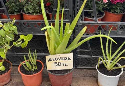 Aloevera Talebi Artıyor: Sağlık ve Güzellik İçin Doğal Çözüm