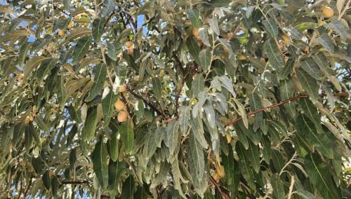 Eskişehir'de iğde ağaçları meyvelerini verdi