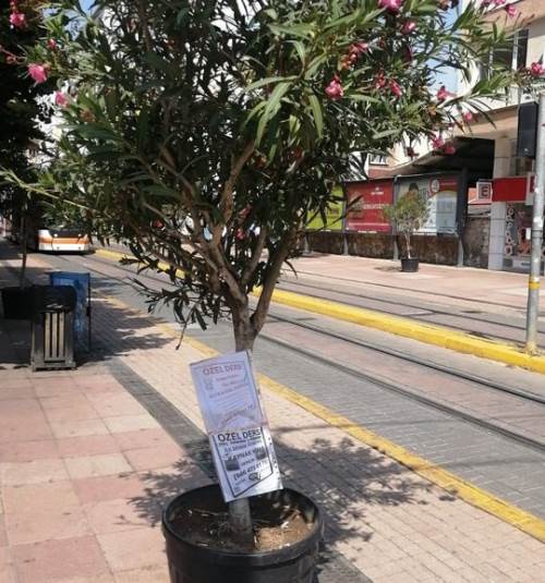 Eskişehir'de süs bitkilerini ilan panolarına çevirdiler!