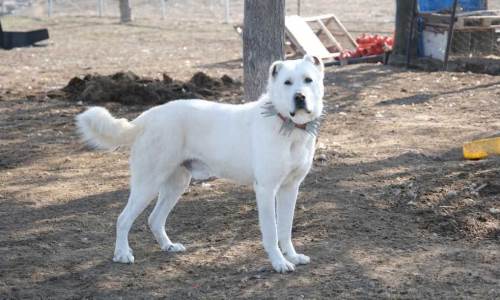  Eskişehir'deki çoban ve bekçi köpekleri artık takip altında