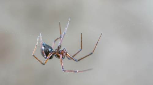 Örümcekleri Evlerden Uzak Tutmanın Etkili Yolları: Doğal ve Pratik Çözümler