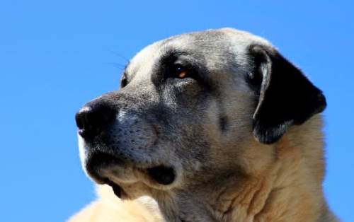 Rüyada Kangal Köpeği Görmek Ne Anlama Gelir?