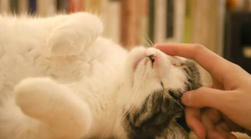 Rüyada Yaralı Kedi Görmek Ne Anlama Gelir? Detaylı Rüya Tabiri ve Yorumları