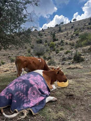 Uçurumdan Düşen İnek İçin 2 Gün Süren Kurtarma Operasyonu
