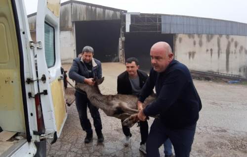 Yavru karaca sokak köpeklerinin saldırısına uğradı