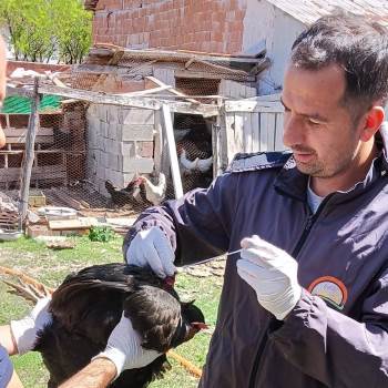 Afyonkarahisar'da tavuklara özel hastalık taraması