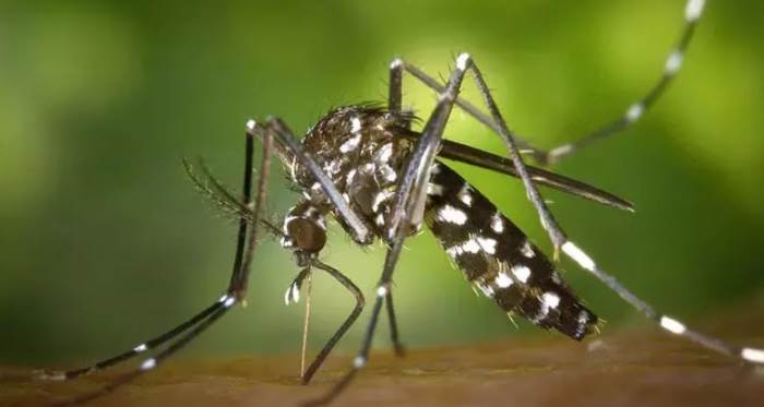 Avrupa'da Sivrisinek Paniği! Asya Kaplan Sivrisineği (Aedes albopictus) Nedir? Hastalıkları ve Bulaşıcılığı Hakkında Bilmeniz Gerekenler