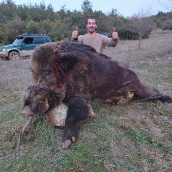 Bilecik’Te Avcıların Vurduğun 300 Kiloluk Dev Domuz Görenleri Hayrete Düşürdü
