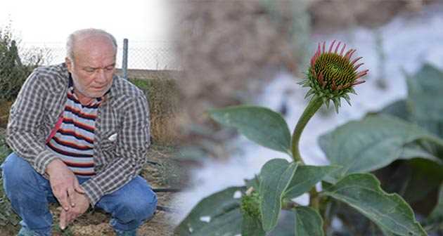 Doğal tedavi bitkileri Feylesoflardan