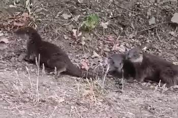 Domaniç’Te Nesli Tükenmekte Olan Su Samurları Görüntülendi
