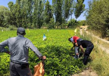 Emet’Te Üreticiler Patates Zararlıları Ve Gübreleme Konularında Bilgilendirildi
