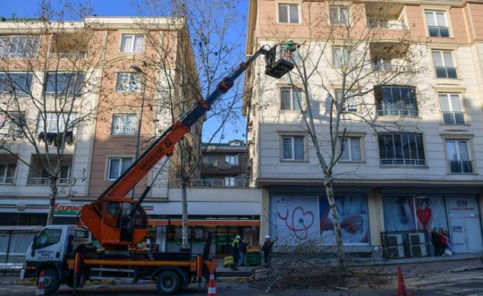 Esenyurt'ta ağaçlar sağlıklı bir şekilde budanıyor