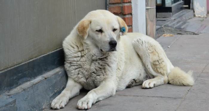 Eskişehir Barosu sokak köpeklerini uyutma kararına karşı 