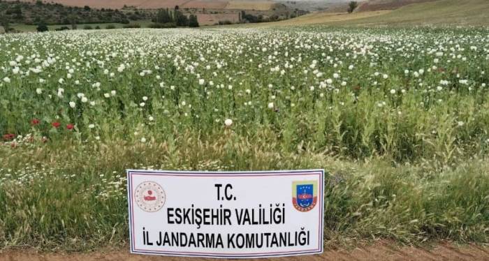 Eskişehir'de 22 bin 580 kök haşhaş bitkisi imha edildi