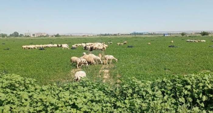 Eskişehir'de bayram krize neden oldu: Onlarca koyun...