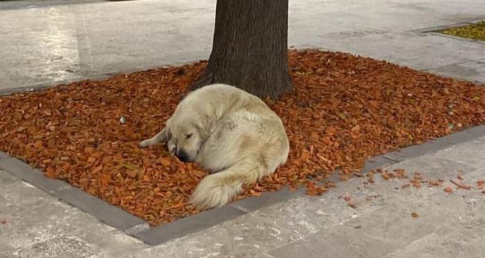 Eskişehir'de gölge kapmaca! Sıcak onları da vurdu...