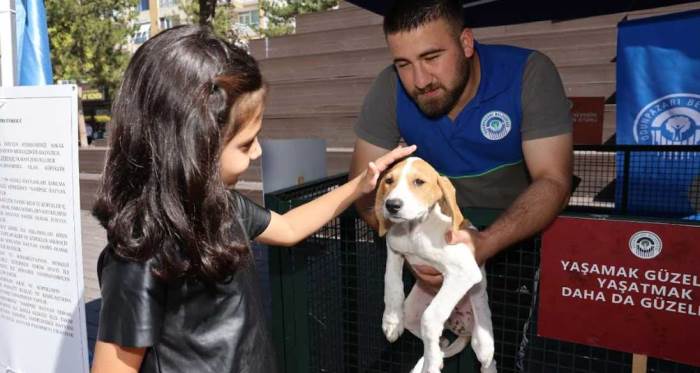 Eskişehir'de hayvan sahiplenme fırsatı: Ücretsiz olacak!