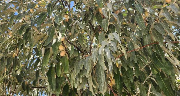 Eskişehir'de iğde ağaçları meyvelerini verdi