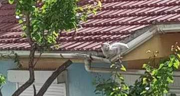 Eskişehir'de itfaiye neyi bekliyor: Aç susuz çatıda!