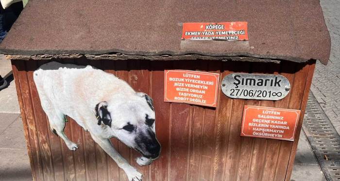 Eskişehir'de köpek kulübesindeki dikkat çekici yazı!