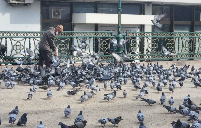 Eskişehir'deki kuş besleme alanı şehre renk katıyor