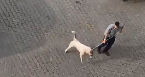 Eskişehir'in komşusu Kütahya'da köpekler toplanıyor mu?