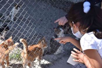 Evde Bakılan Kedi Ve Köpekler İçin Mikroçip Uyarısı
