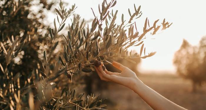 Hastalıklar Kapıdayken Tam Zamanı: Zeytin Ağacı Yaprağının Faydaları ve Zeytin Yaprağı Çayı Nasıl Demlenir?