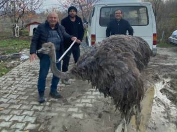 Kara Yolunda Deve Kuşu Paniği
