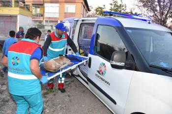 Küçük Dostlar Ambulansı ile 7/24 hizmet, binlerce hayvan hayat buldu