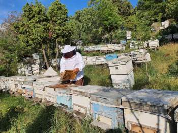 Kütahya Orman Bölge Müdürü Dündar, Bal Ormanını Denetledi
