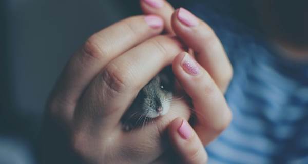 Rüyada Hamster Görmek Ne Anlama Gelir? Rüya Tabiri Nedir?