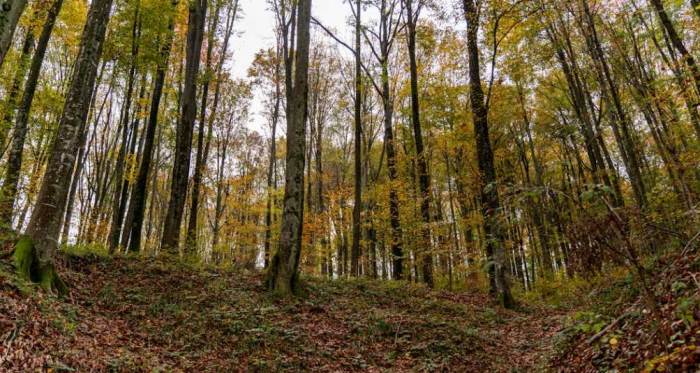 Sakarya'da hava durumu nasıl olacak? (5 Kasım 2024)