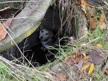 Sakarya’da Mahsur Kalan Sokak Köpeği İtfaiye Ekiplerince Kurtarıldı