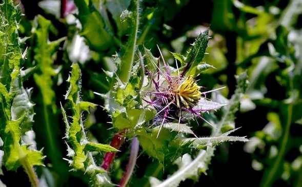 Şevketi Bostan Nedir? Faydaları ve Kullanım Alanları