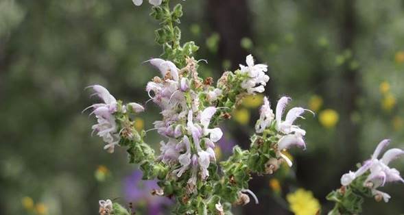 Siirt Adaçayı (Salvia Siirtica) Nedir, Nasıl Bir Bitkidir,  Siirt Adaçayını Koparmanın Cezası Ne Kadardır?