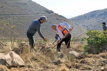 Talas Belediyesi'nden Ali Dağı’na 1.111 Fidan