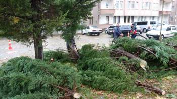 Tavşanlı’Da Rüzgar Ağaç Devirdi
