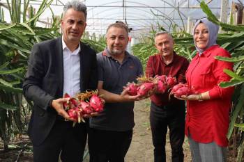 Tropikal Meyve Olan ’Ejder’İn Bilecik’Te İlk Hasadı Yapıldı
