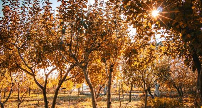 Uşak'ta hava durumu nasıl olacak? (20 Kasım 2024)