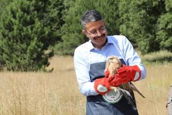 Vali Çelik, Tedavisi Yapılan Kızıl Şahini Doğaya Bıraktı
