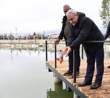 Yedigöller’E Koi Balığı Bırakıldı
