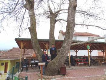 Yeniceköy’Deki 250 Yıllık Çınar Ağacı İlgi Odağı
