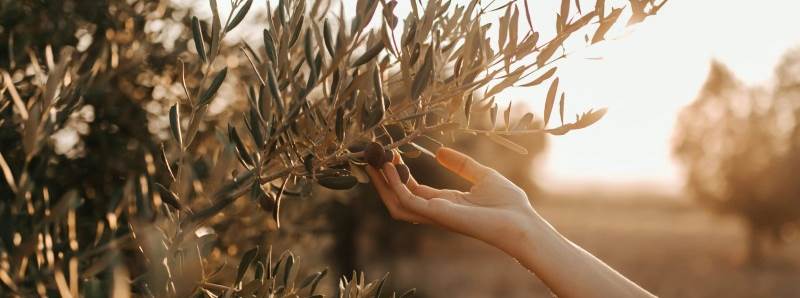 Hastalıklar Kapıdayken Tam Zamanı: Zeytin Ağa…